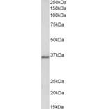 Western Blot - Anti-PRMT2/HMT1 Antibody (A83107) - Antibodies.com