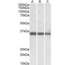 Western Blot - Anti-MDH1 Antibody (A83113) - Antibodies.com