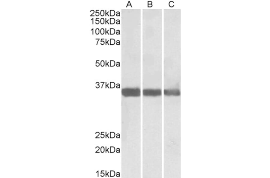 Western Blot - Anti-MDH1 Antibody (A83113) - Antibodies.com