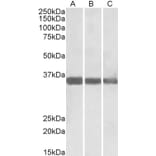 Western Blot - Anti-MDH1 Antibody (A83113) - Antibodies.com