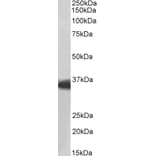 Western Blot - Anti-MDH1 Antibody (A83113) - Antibodies.com