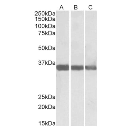 Western Blot - Anti-MDH1 Antibody (A83113) - Antibodies.com