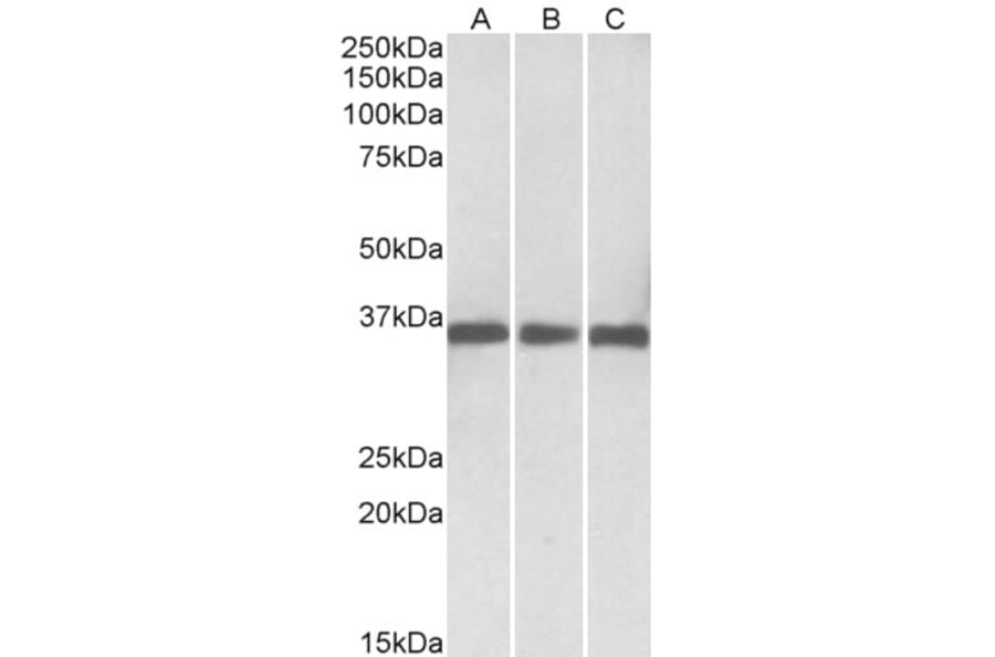 Western Blot - Anti-MDH1 Antibody (A83114) - Antibodies.com