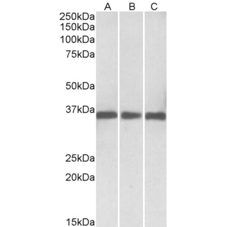 Western Blot - Anti-MDH1 Antibody (A83114) - Antibodies.com