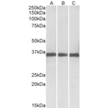 Western Blot - Anti-MDH1 Antibody (A83114) - Antibodies.com