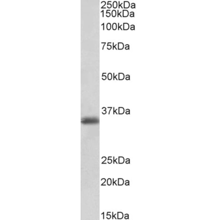 Western Blot - Anti-MDH1 Antibody (A83114) - Antibodies.com