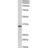 Western Blot - Anti-MDH1 Antibody (A83114) - Antibodies.com