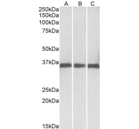 Western Blot - Anti-MDH1 Antibody (A83114) - Antibodies.com
