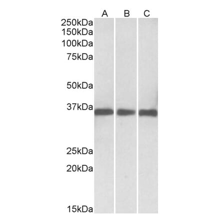 Western Blot - Anti-MDH1 Antibody (A83114) - Antibodies.com