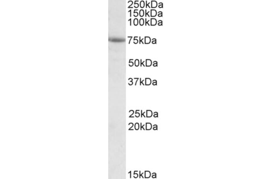 Western Blot - Anti-AARSD1 Antibody (A83116) - Antibodies.com