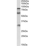 Western Blot - Anti-LMW Kininogen Antibody (A83121) - Antibodies.com