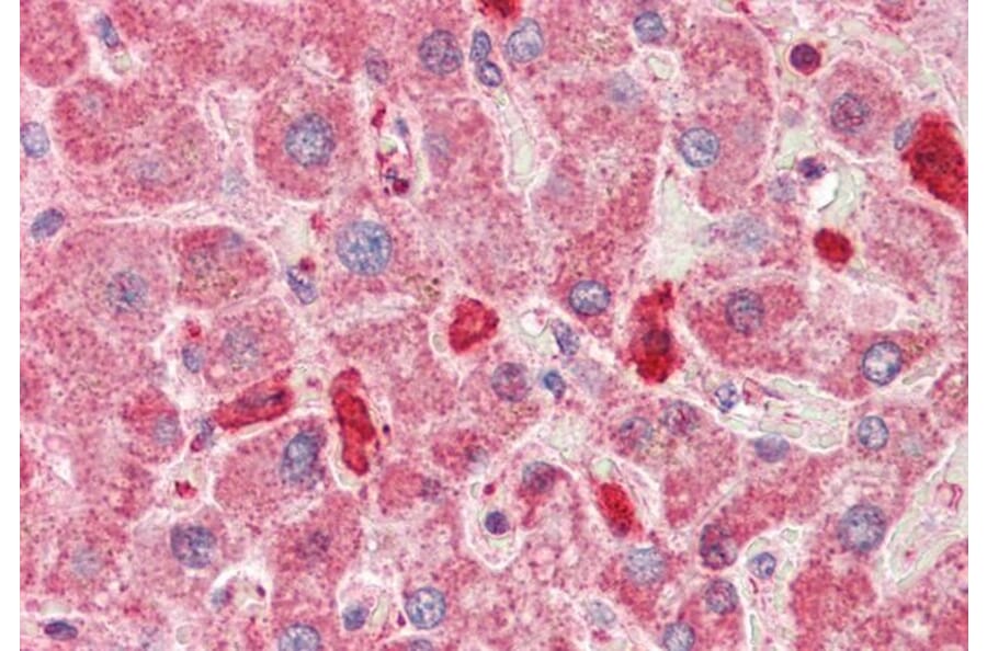Immunohistochemistry - Anti-LMW Kininogen Antibody (A83121) - Antibodies.com