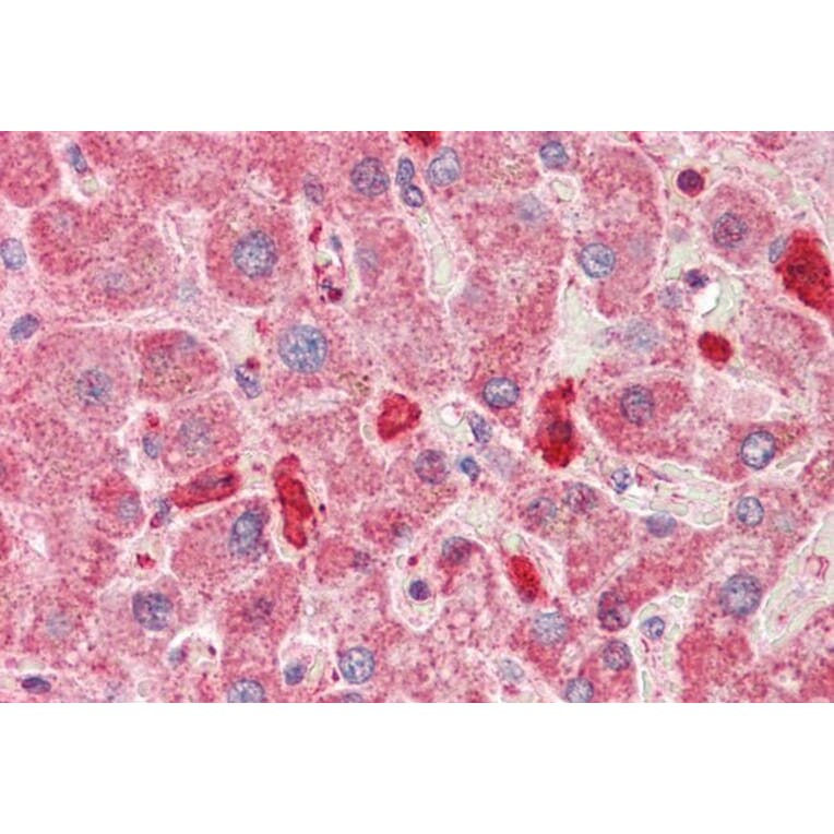 Immunohistochemistry - Anti-LMW Kininogen Antibody (A83121) - Antibodies.com