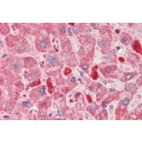 Immunohistochemistry - Anti-LMW Kininogen Antibody (A83121) - Antibodies.com