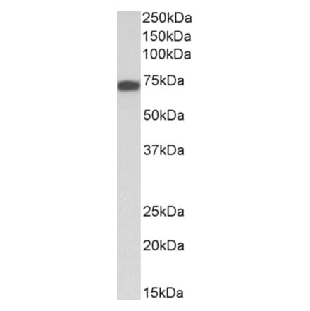 Western Blot - Anti-LMW Kininogen Antibody (A83122) - Antibodies.com