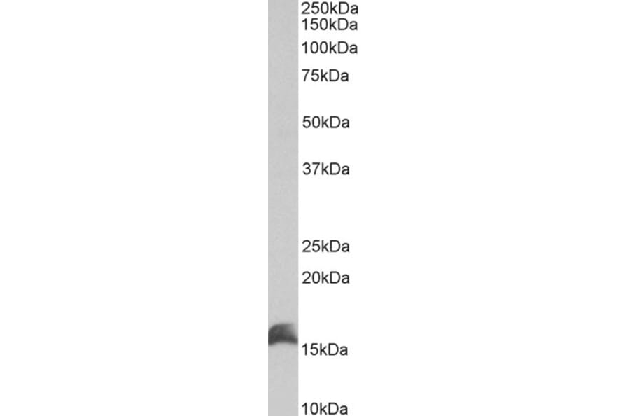 Western Blot - Anti-CutA Antibody (A83125) - Antibodies.com
