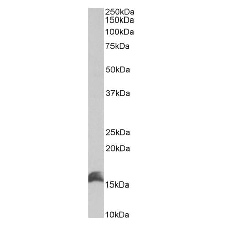 Western Blot - Anti-CutA Antibody (A83125) - Antibodies.com