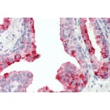 Immunohistochemistry - Anti-CutA Antibody (A83125) - Antibodies.com
