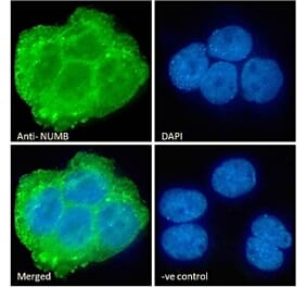 Immunofluorescence - Anti-NUMB Antibody (A83126) - Antibodies.com