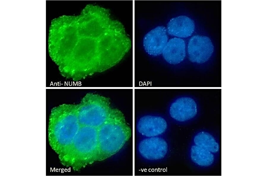 Immunofluorescence - Anti-NUMB Antibody (A83126) - Antibodies.com