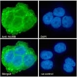 Immunofluorescence - Anti-NUMB Antibody (A83126) - Antibodies.com