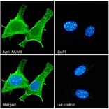 Immunofluorescence - Anti-NUMB Antibody (A83126) - Antibodies.com