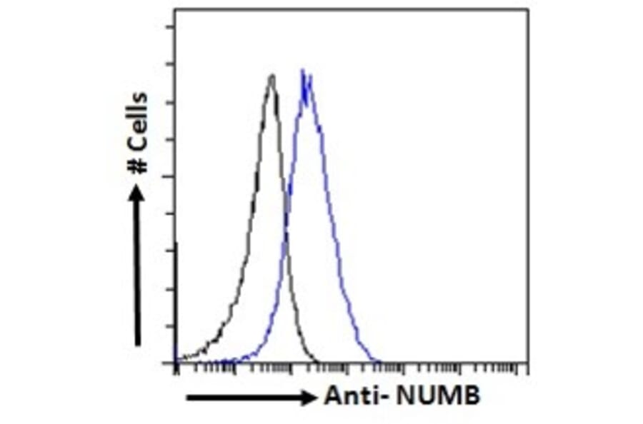 Flow Cytometry - Anti-NUMB Antibody (A83126) - Antibodies.com
