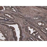 Immunohistochemistry - Anti-NUMB Antibody (A83126) - Antibodies.com