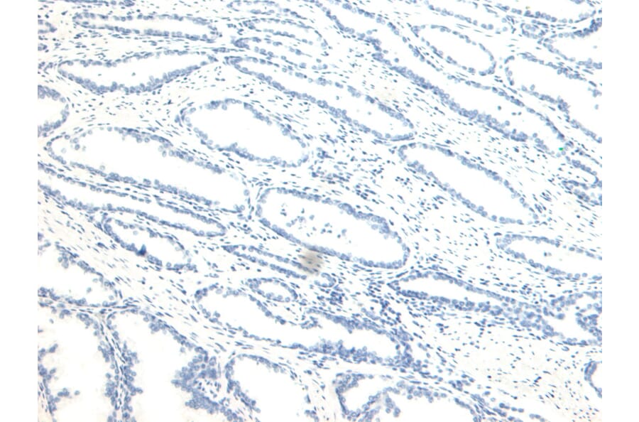 Immunohistochemistry - Anti-NUMB Antibody (A83126) - Antibodies.com