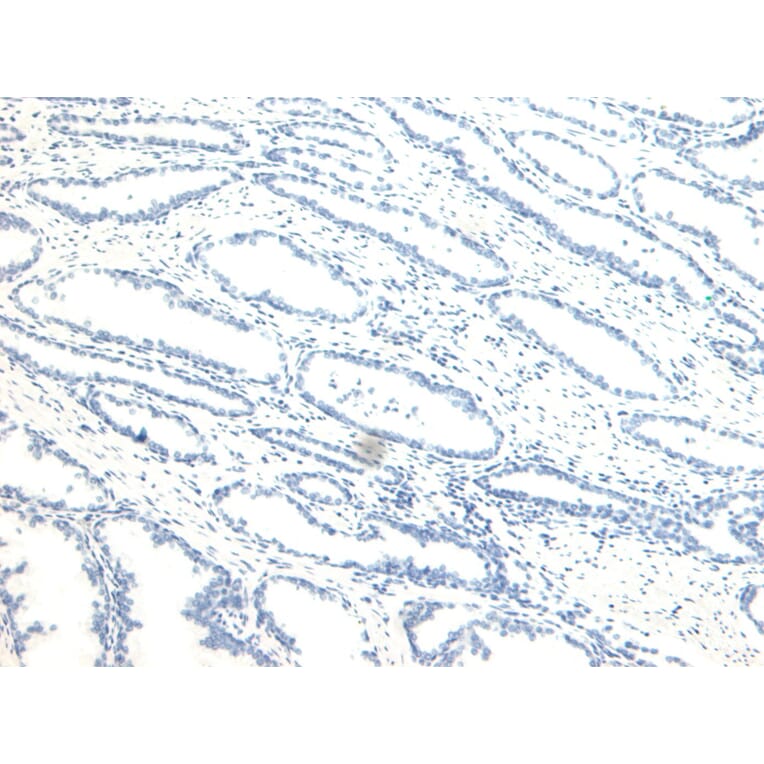 Immunohistochemistry - Anti-NUMB Antibody (A83126) - Antibodies.com