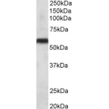 Western Blot - Anti-CYP2C8 Antibody (A83127) - Antibodies.com