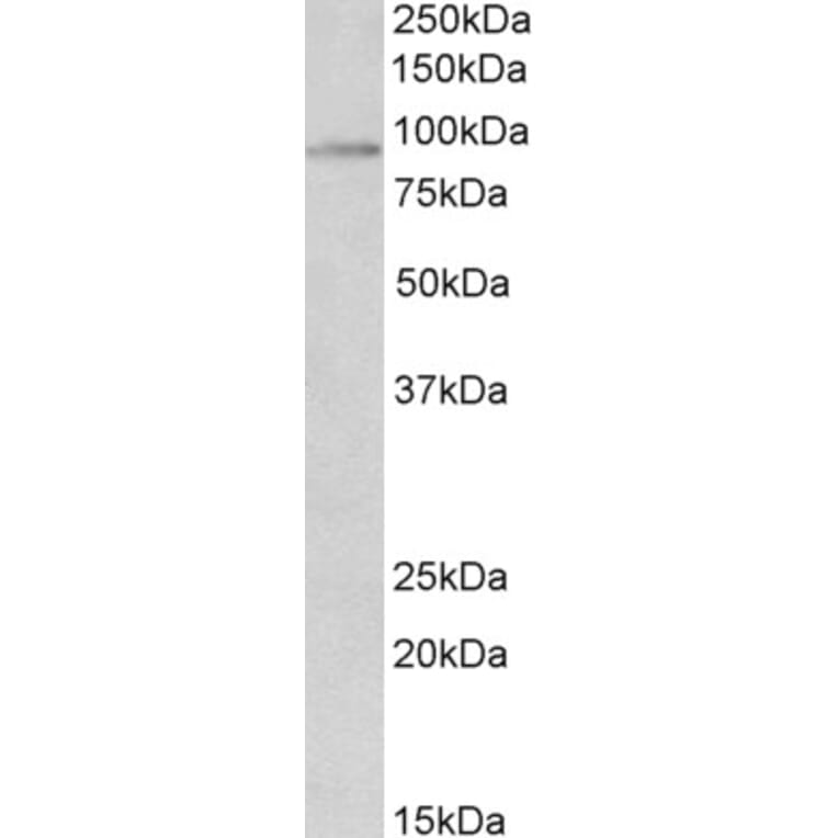 Western Blot - Anti-HIF1 beta Antibody (A83136) - Antibodies.com