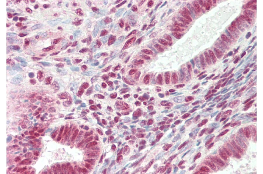 Immunohistochemistry - Anti-ARS2 Antibody (A83137) - Antibodies.com