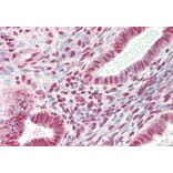 Immunohistochemistry - Anti-ARS2 Antibody (A83137) - Antibodies.com