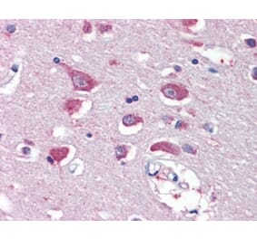 Immunohistochemistry - Anti-Glutamate Receptor 4 Antibody (A83139) - Antibodies.com