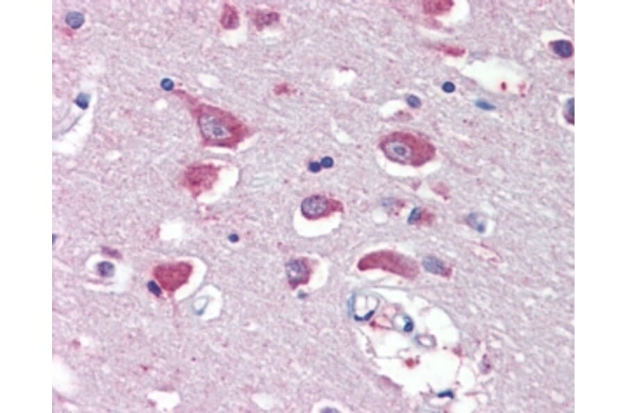 Immunohistochemistry - Anti-Glutamate Receptor 4 Antibody (A83139) - Antibodies.com