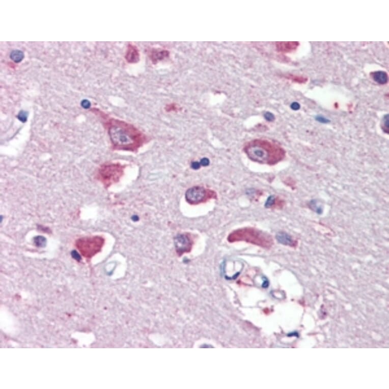 Immunohistochemistry - Anti-Glutamate Receptor 4 Antibody (A83139) - Antibodies.com