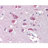 Immunohistochemistry - Anti-Glutamate Receptor 4 Antibody (A83139) - Antibodies.com