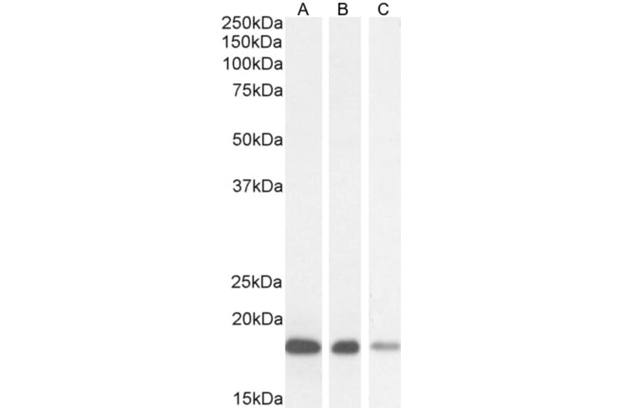 Western Blot - Anti-ARF1 Antibody (A83143) - Antibodies.com