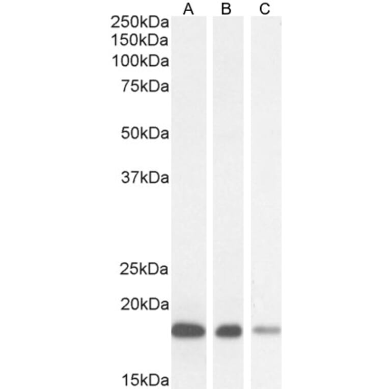 Western Blot - Anti-ARF1 Antibody (A83143) - Antibodies.com