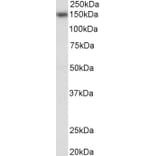 Western Blot - Anti-NFAT4/NF-ATc3 Antibody (A83144) - Antibodies.com