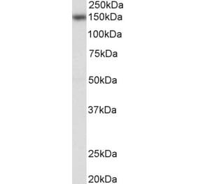 Western Blot - Anti-NFATC3 Antibody (A83144) - Antibodies.com