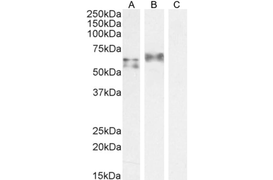 Western Blot - Anti-IRF5 Antibody (A83145) - Antibodies.com