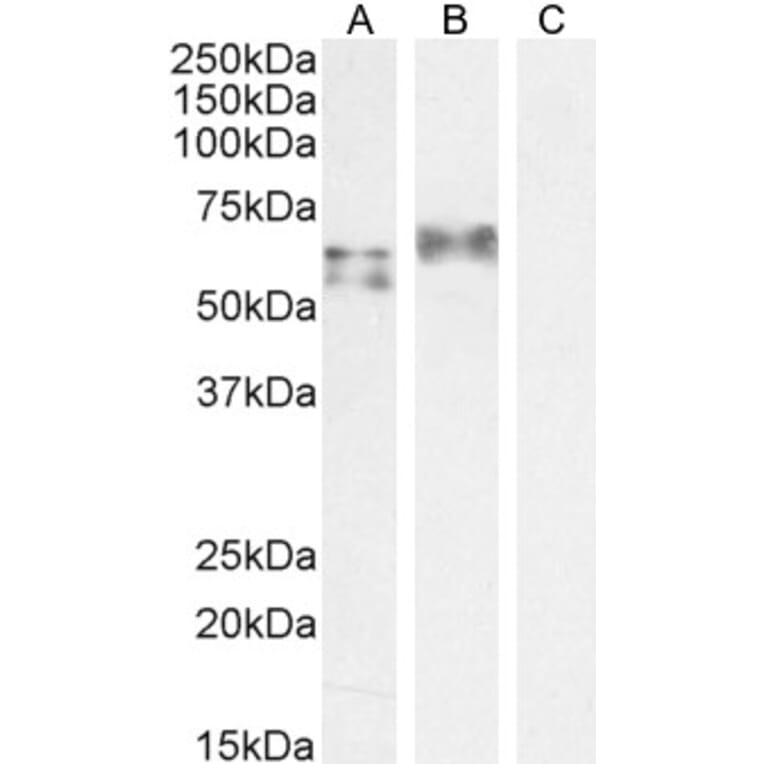 Western Blot - Anti-IRF5 Antibody (A83145) - Antibodies.com