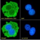 Immunofluorescence - Anti-Doublecortin Antibody (A83146) - Antibodies.com