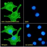Immunofluorescence - Anti-Doublecortin Antibody (A83146) - Antibodies.com