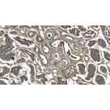 Immunohistochemistry - Anti-Doublecortin Antibody (A83146) - Antibodies.com