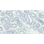 Immunohistochemistry - Anti-Doublecortin Antibody (A83146) - Antibodies.com