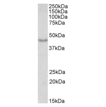 Western Blot - Anti-DCX Antibody (A83146) - Antibodies.com