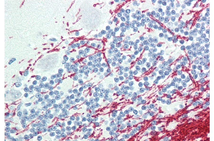 Immunohistochemistry - Anti-GCH1 Antibody (A83147) - Antibodies.com